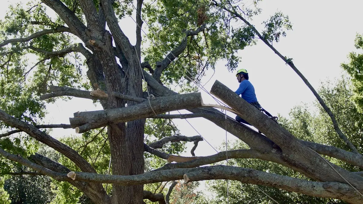 Professional Crown Thinning performed by certified arborists in Roberts